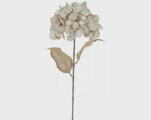 Dried Look Hydrangea - Oyster Pink