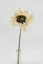 Dried Sunflower - Ivory