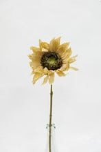 Dried Sunflower - Mustard Yellow