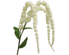 Amaranthus Stem - White