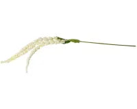 Amaranthus Stem - White