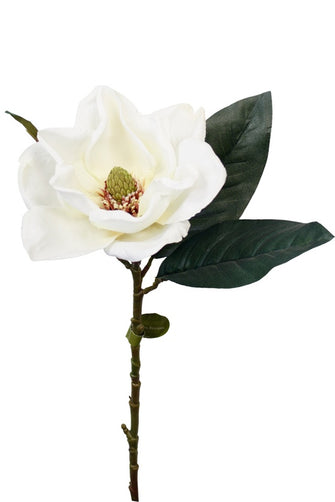 American Magnolia - Cream