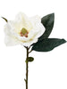 American Magnolia - Cream