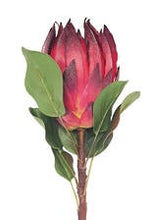 King Protea - Burgundy