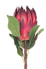 King Protea - Burgundy