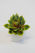 Lotus Succulent - Green/Yellow