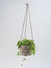 Bee Planter - Hanging