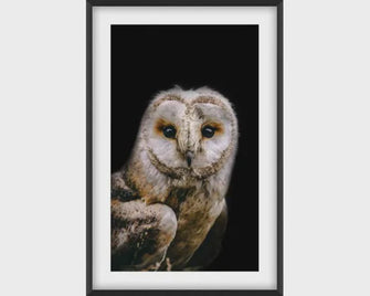 Night Owl Print