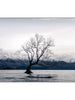 Winter Sunrise at Lake Wanaka Canvas Print